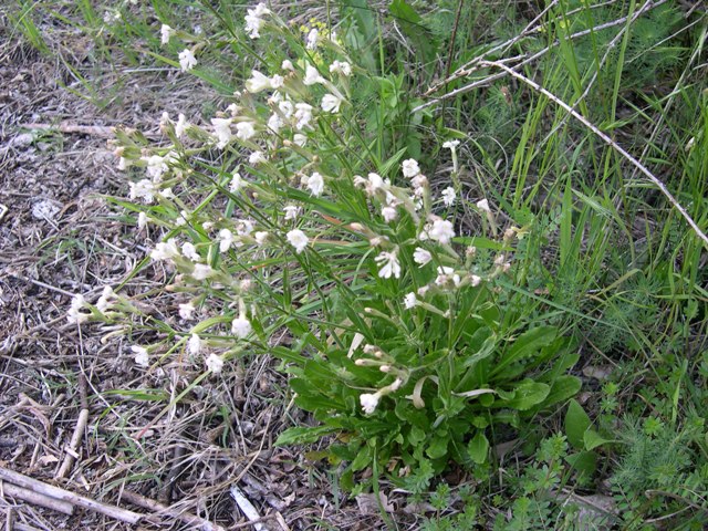 Silene alba